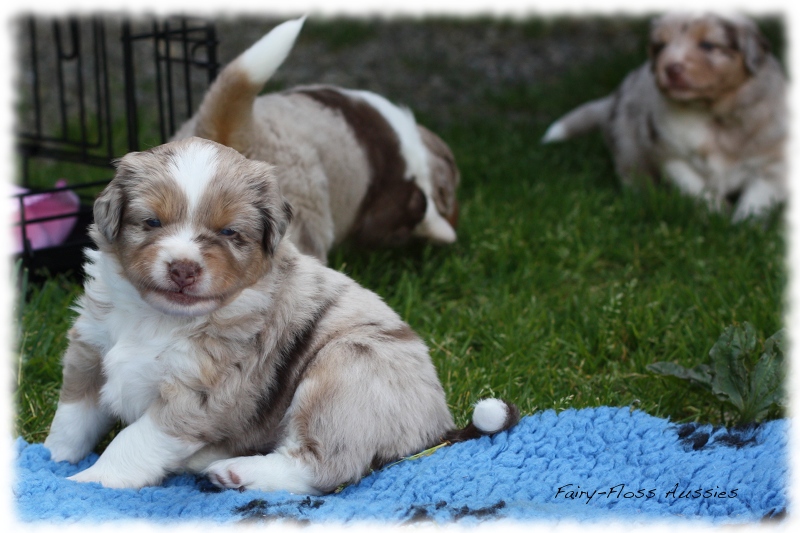 Mini              Aussie Welpen - Mini Aussie Züchter - Gesunde Mini    Aussies